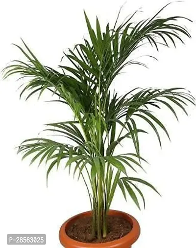 Baishnab Areca Palm Areca Plam-11-thumb0