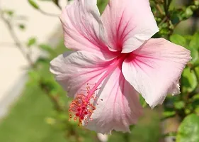 Baishnab Hibiscus Plant Taketomihibiscus plant-thumb1