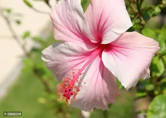 Baishnab Hibiscus Plant Taketomihibiscus plant-thumb2