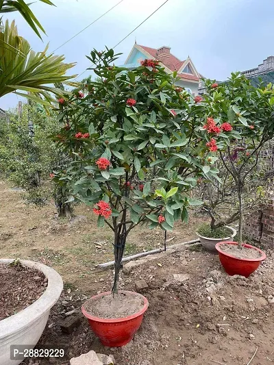 Baishnab  Baugainvillea Plant Disha000235 Baugai