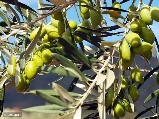 Baishnab  Indian OliveJalpai Live Plant CF055 ZZ