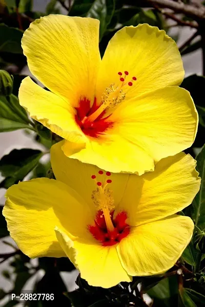 Baishnab  Hibiscus Yellow Plant CF70054 Hibiscus