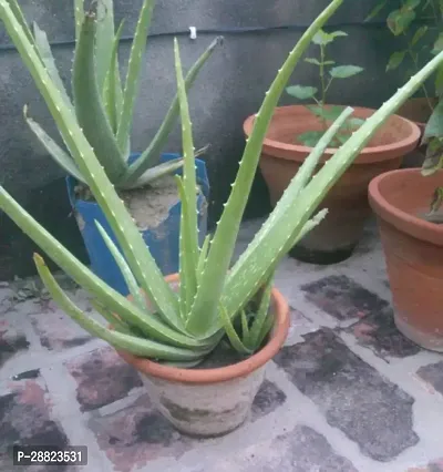 Baishnab  Aloe Vera Plant CF00030 Aloe Vera Plant-thumb0