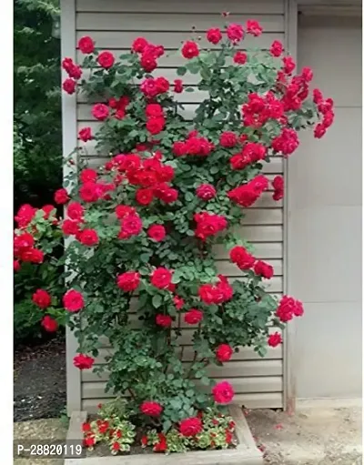 Baishnab  ASDPLS1201 Rose Plant