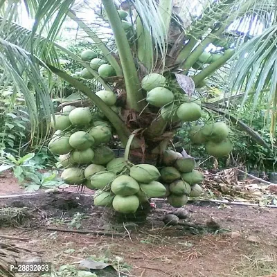 Baishnab  Dasheri Coconut Hybrid Plant For Outdoor-thumb0