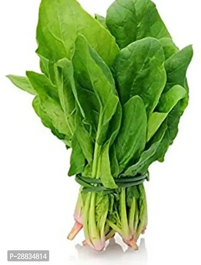 Baishnab Palak spinach 100ps mcpaalak seeds100PIECE-thumb4