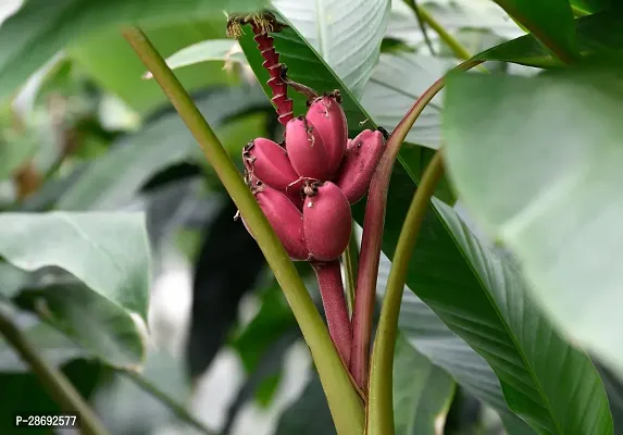 Baishnab Banana Plant BANANA PLANT QQQ-thumb0