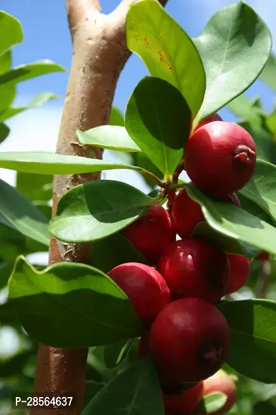 Baishnab Guava Plant Hybrid Strawberry Guava A9-thumb0