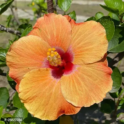 Baishnab  Hibiscus Hybrid Live Flower Plant CF4243