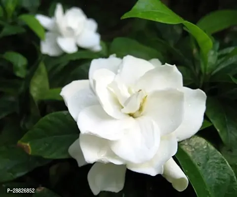 Baishnab  Cape JasmineGandhorajGardenia jasminoid-thumb0