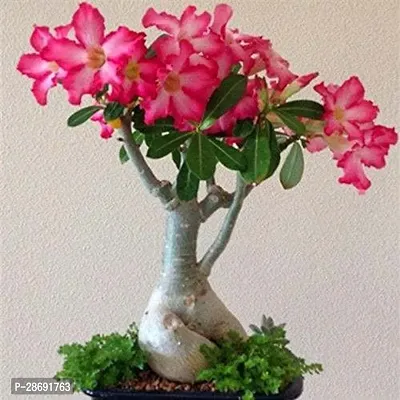 Baishnab Adenium Plant Bonsai Adenium Desert Rose grafted for home office decorative table plant from plants valleys-thumb0