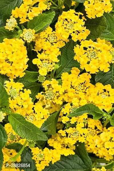 Baishnab  Rare Thai Yellow Lantana Plant Lantana Pl-thumb0