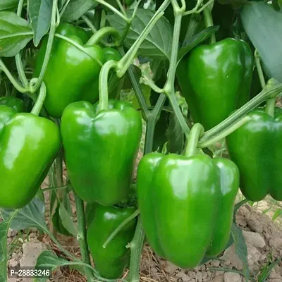 Baishnab capsicum seed lkHybrid Green Capsicum Bell Pepper Seeds100PIECE-thumb0