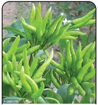 Baishnab Chilli Seed 25 PsP gchilli a761425PIECE-thumb0