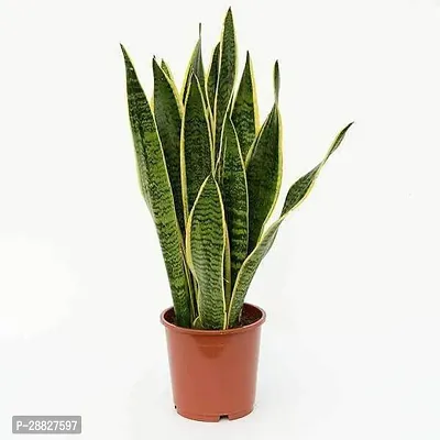 Baishnab  Snake Plant var laurentii  Plant Snak-thumb0