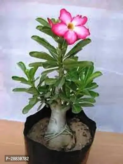 Baishnab  GREENLIVE TRADER DESERT ROSEY ADENIUM Ade-thumb0