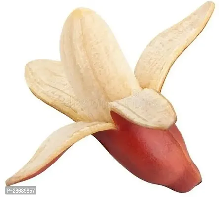 Baishnab Banana Plant Red banana live plant-thumb3