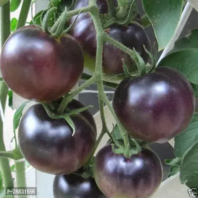 Baishnab Tomato Seed  25 Ps Black Tomato F1 Hybrid Vegetable Home Garden Seed25PIECE-thumb0