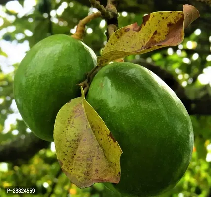 Baishnab  Avocado Plants Live PlantCF281 Avocado