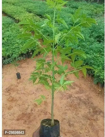 Baishnab Neem Plant Live Curry Sweet Neem Leaves Plant