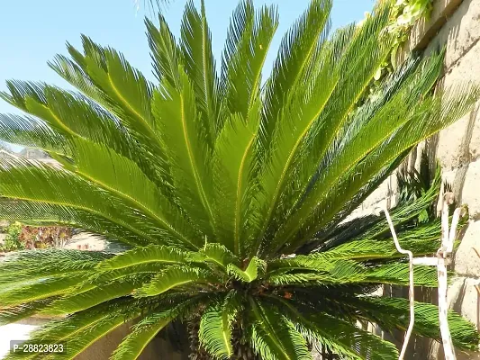 Baishnab  Cycas Revoluta Plant Live Plant CF102 C