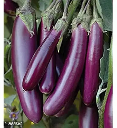 Baishnab Brinjal seed 30ps uooo 386825PIECE