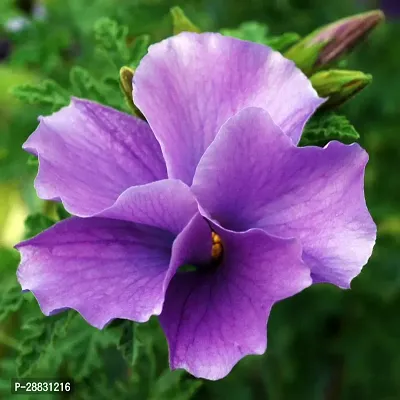 Baishnab  Hibiscus Plant 101 Hibiscus Plant