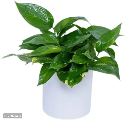 Baishnab  Pathos Plant Money Plant