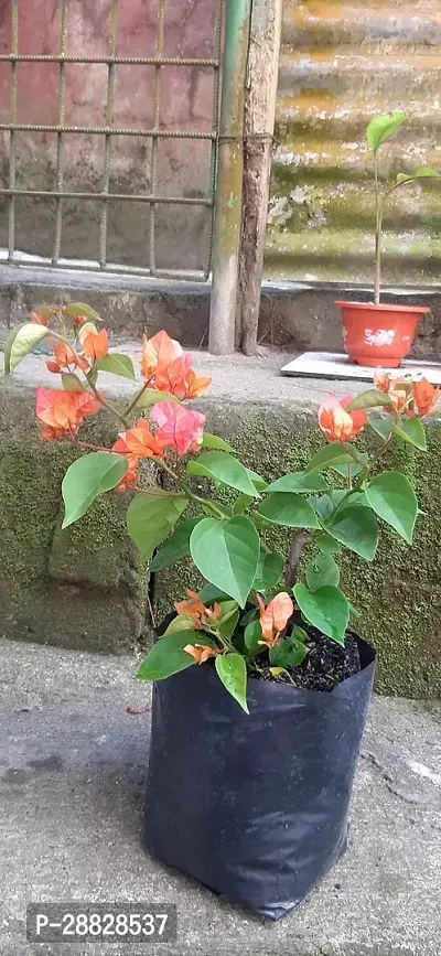 Baishnab  Bougainvillea Plant CF00090 Baugainvill