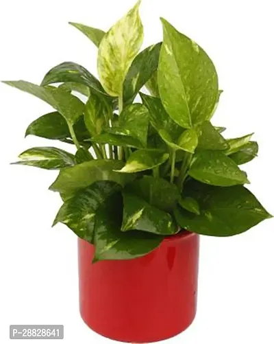 Baishnab  EG310 Money Plant