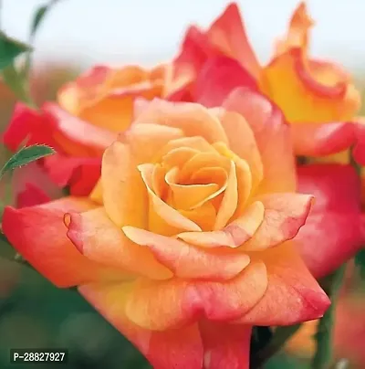 Baishnab  Rose Plant  Multi color Rose Plant  Ros-thumb0