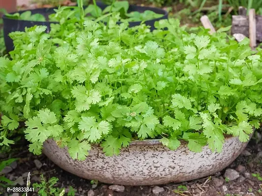 Baishnab Earth Seeds P83Coriander211000PIECE-thumb0