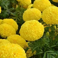 Baishnab gandha seeds yhujbyuMariGold Gainda Seed  50 per packet50PIECE-thumb1