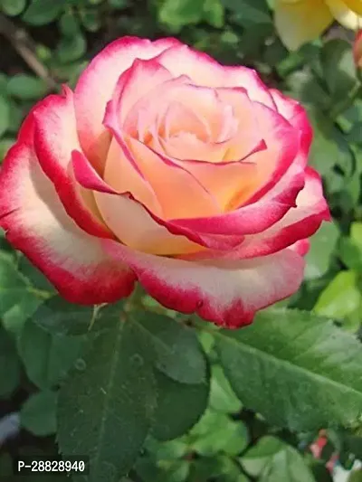 Baishnab  Hybrid All Season Live Rose PlantCF1255-thumb0