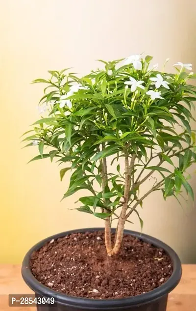 Baishnab Jasmine Plant Plants 377