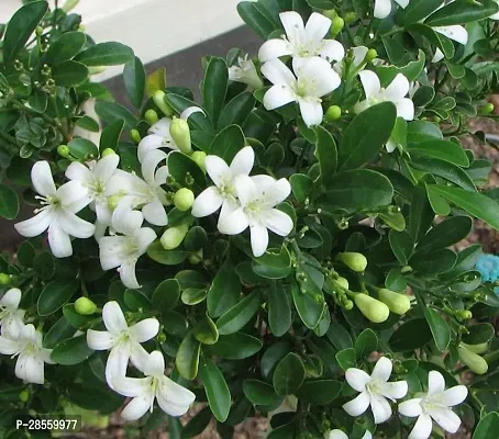 Baishnab Murraya Paniculata Plant Murraya Panniculata-thumb0