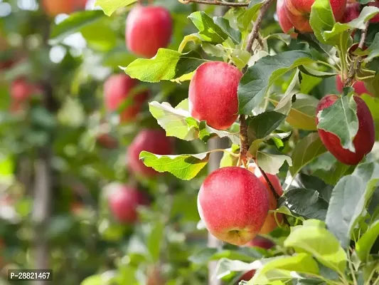 Baishnab  Nalikrd apple plant Elephant Apple Plant