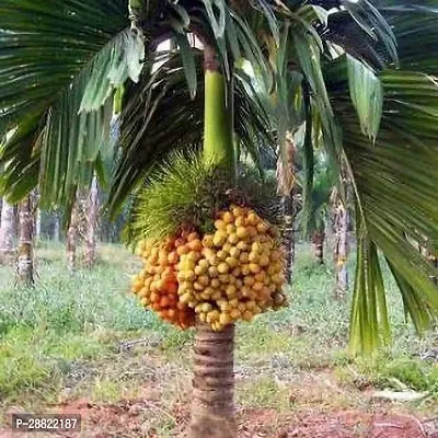 Baishnab  Hybrid Dwarf Arecanut Bete Betel NutSupa