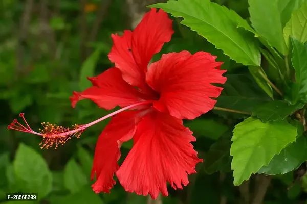 Baishnab Hibiscus Plant Red Hibiscus Flowers plants 2iih-thumb0