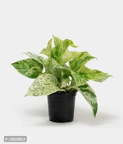 Baishnab  Epipremnum aureum money plant Marble Quee-thumb0