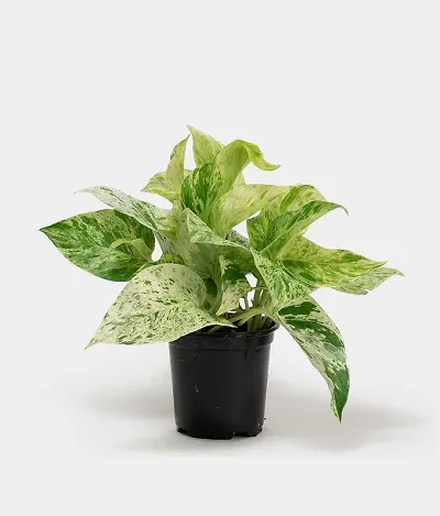 Trendy Plant & Planters 