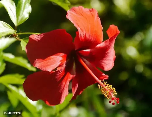 Baishnab  Red Hibiscus PlantJoba Full PlantCFA16-thumb0