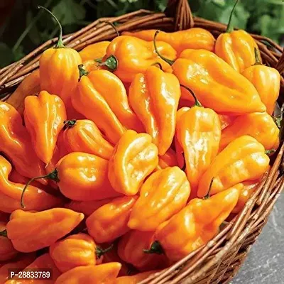 Baishnab chilli seed 30 ps bbkpExotic Hottest Orange Habanero Chilli Pepper Seed30PIECE-thumb0