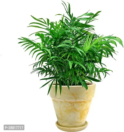 Baishnab  areca 2100 Areca Plam-thumb0