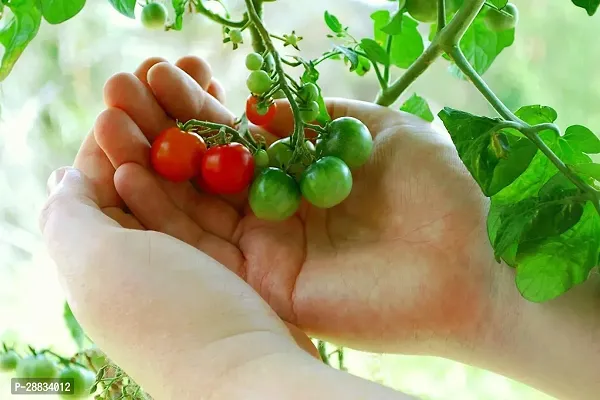 Baishnab tomato  seed 2500 ps csxcTiny Tim Dwarf Heirloom Cherry Tomato Seeds2500PIECE-thumb0