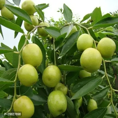 Baishnab  Custard Apple Plant15 Custard Apple Plan-thumb0