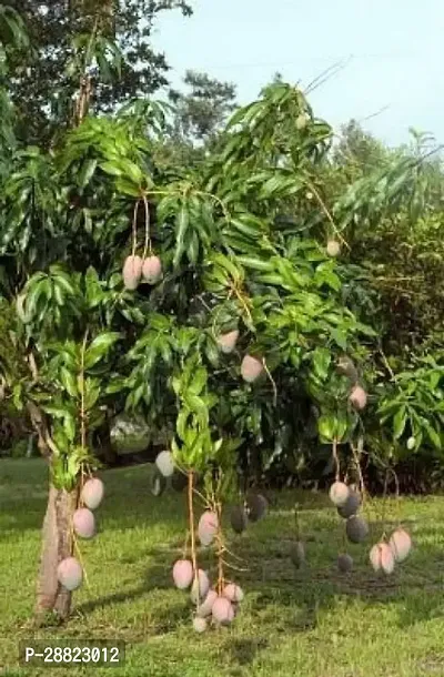 Baishnab  Gulab Khass Live Grafted Mango Plant CF15-thumb0