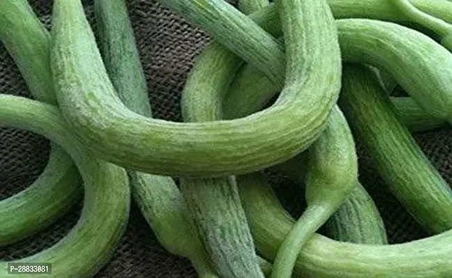 Baishnab Cucumber plntKLM48100PIECE