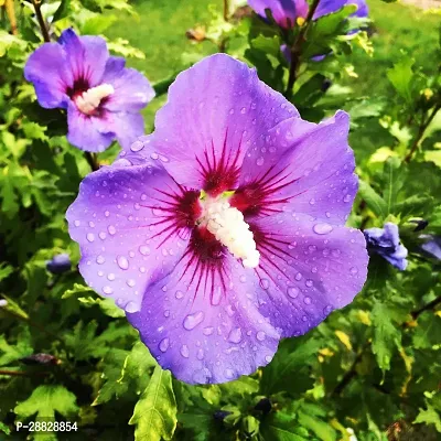 Baishnab  Hibiscus Blue Live Flower Plant CF42423