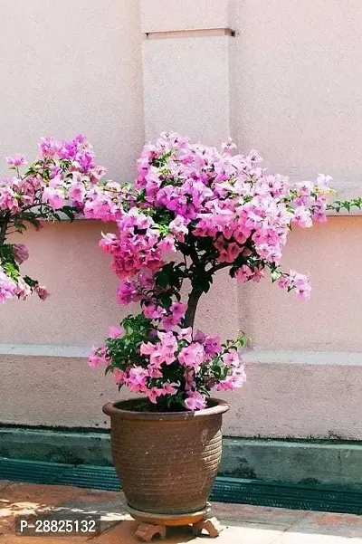 Baishnab  bs11 Bougainvillea Plant-thumb0